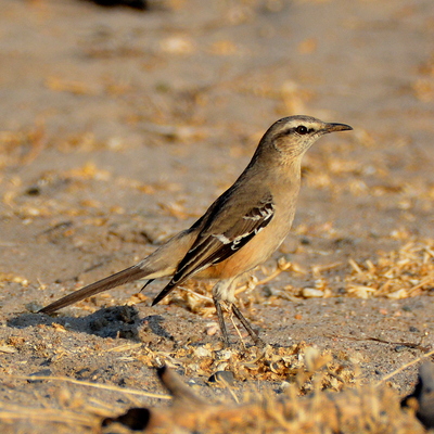 Chilean Mockingbird